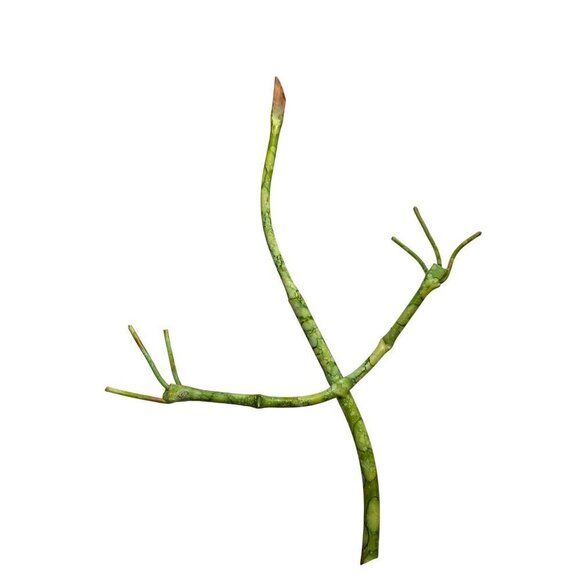 Whimsical Green Wire Lizard Sculpture With Spiral Eyes & Long Tail - Picture 9 of 16